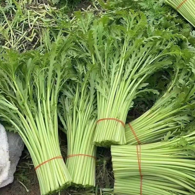 【精选】江苏茼蒿蒿子秆基地直供新鲜现货实力代发全