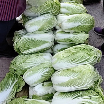 我要卖白菜，黄心大白菜，又面又好吃。