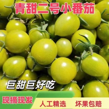 【一件代发电商代发】青霞小番茄绿色圣女果全国供应