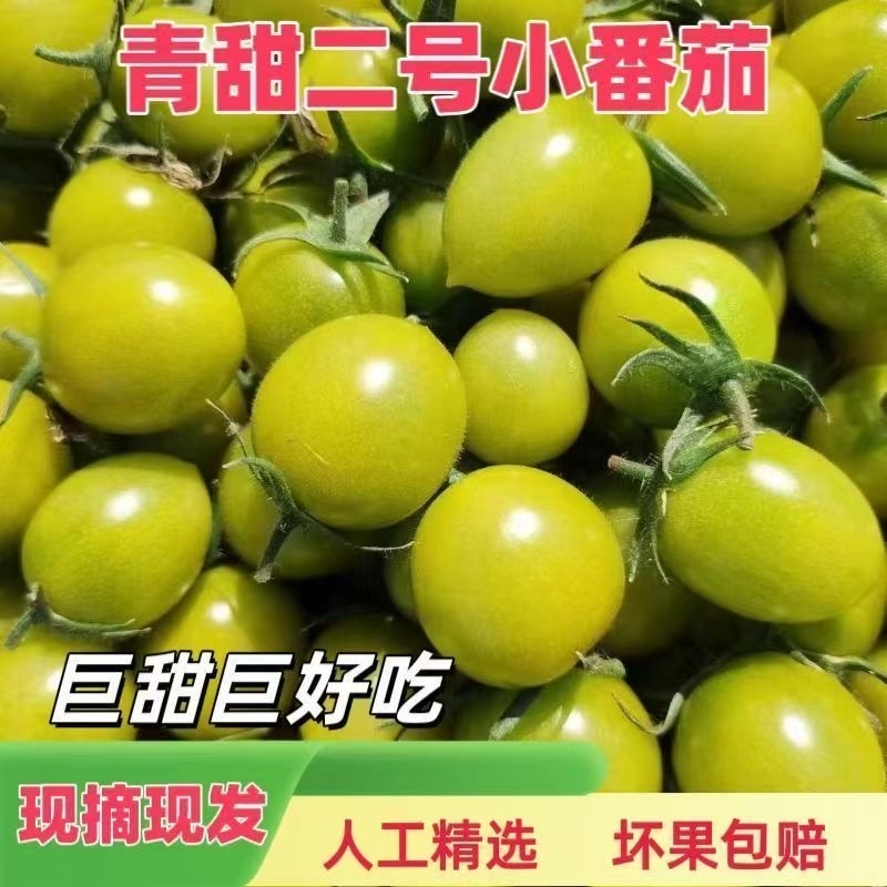 【一件代发电商代发】青霞小番茄绿色圣女果全国供应