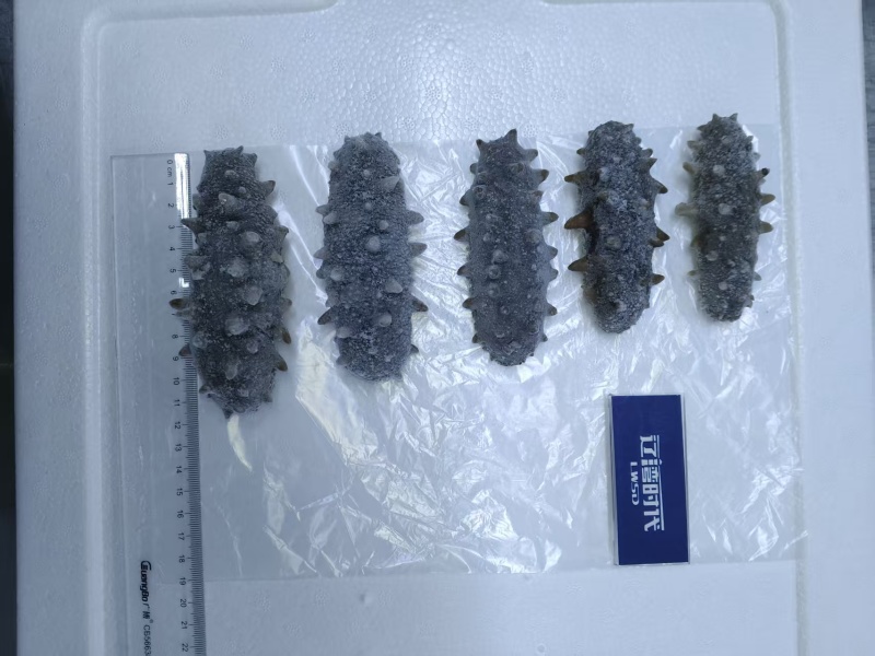 地标认证大连海参，有溯源，手续齐全，电商对接此款，