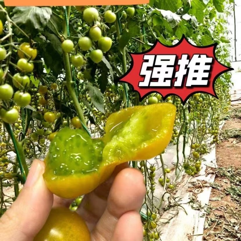 【一件代发电商代发】绿宝石小番茄蜜现摘现发产地直出
