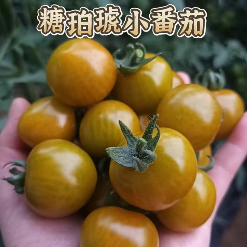 【一件代发电商代发】绿宝石小番茄蜜现摘现发产地直出