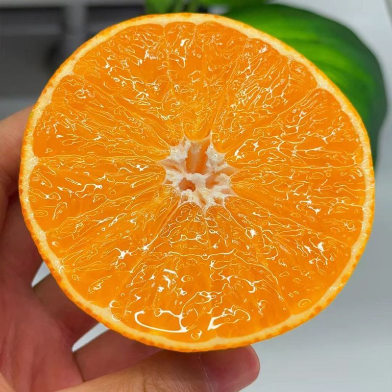 爆汁】正宗爱媛38号果冻橙手剥薄皮橙子新鲜水果整箱批发