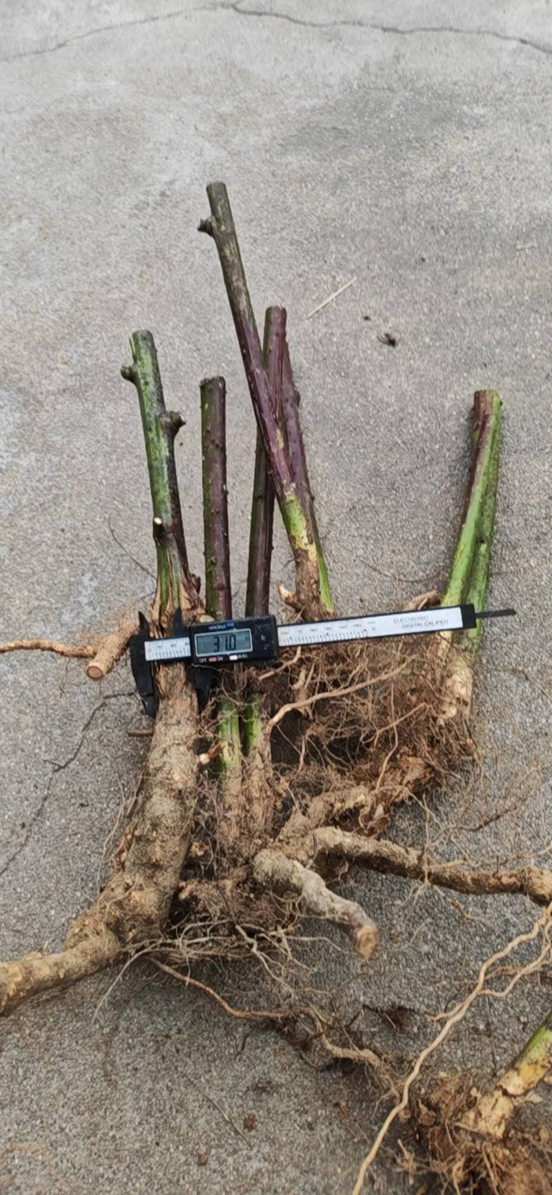 （药食同源）覆盆子苗