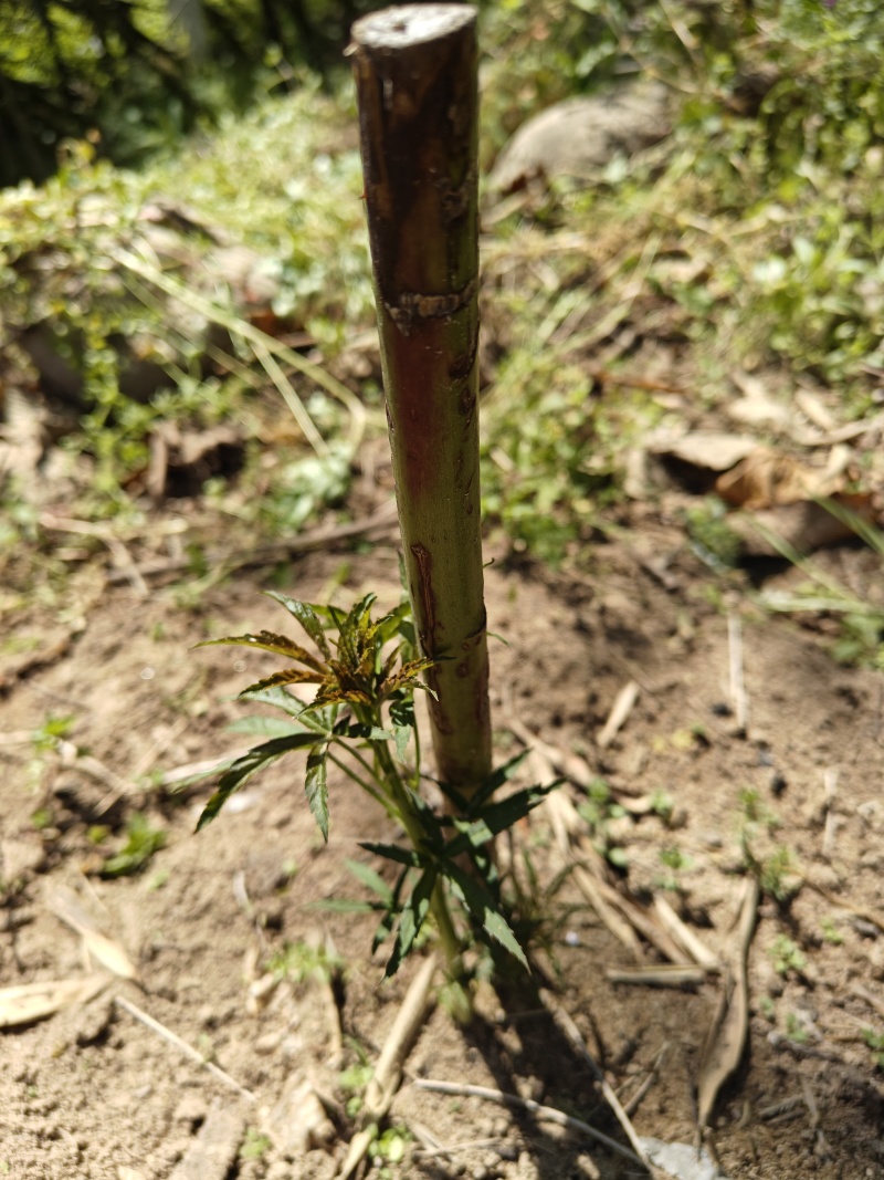 （药食同源）覆盆子苗