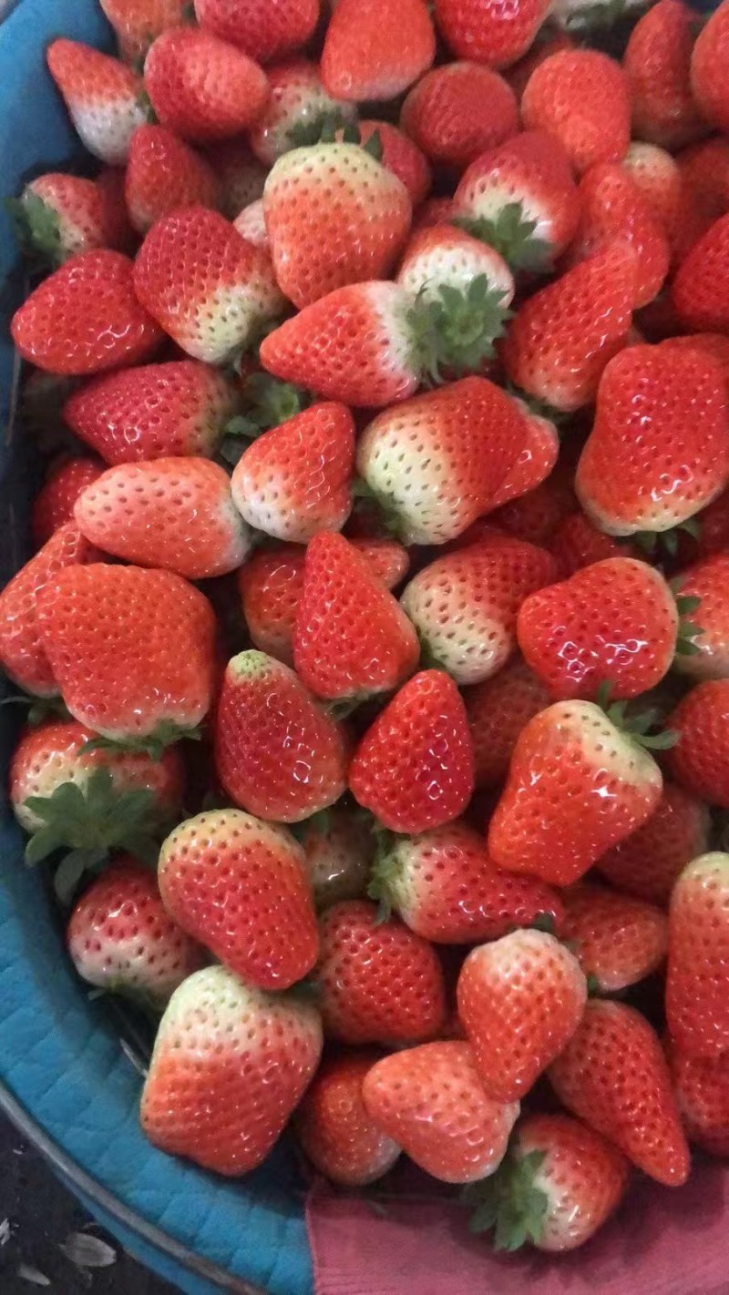 江苏徐州宁玉草莓，支持视频，对接商超批发市场
