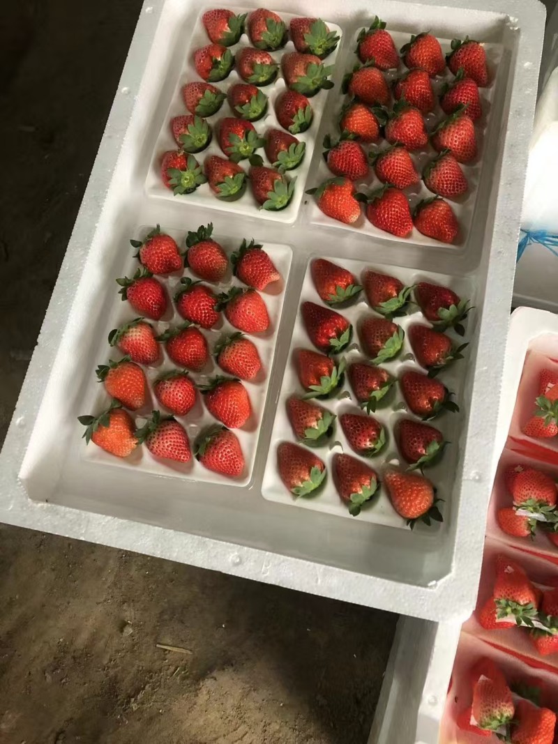 江苏徐州宁玉草莓，支持视频，对接商超批发市场