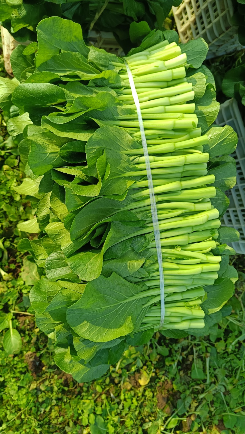 菜心，菜苔