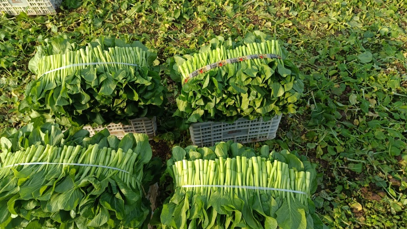 菜心，菜苔