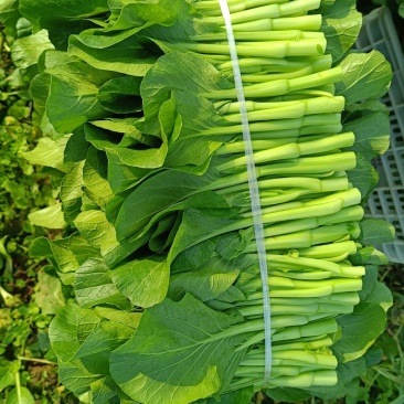 菜心，菜苔