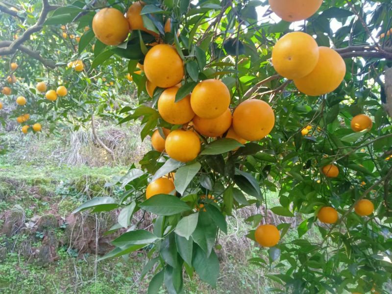 湖南麻阳冰糖橙。专业代办靠谱。全程一条龙全国代办代发