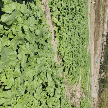 全露天大盘菜30000颗盘菜出售，批发价1.6元一斤。