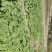 全露天大盘菜30000颗盘菜出售，批发价1.6元一斤。