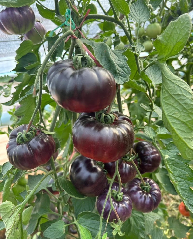 【一件代发电商代发】黑丑番茄鹅肝牛排番茄产地直出全国供