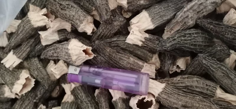 桐柏山羊肚菌
