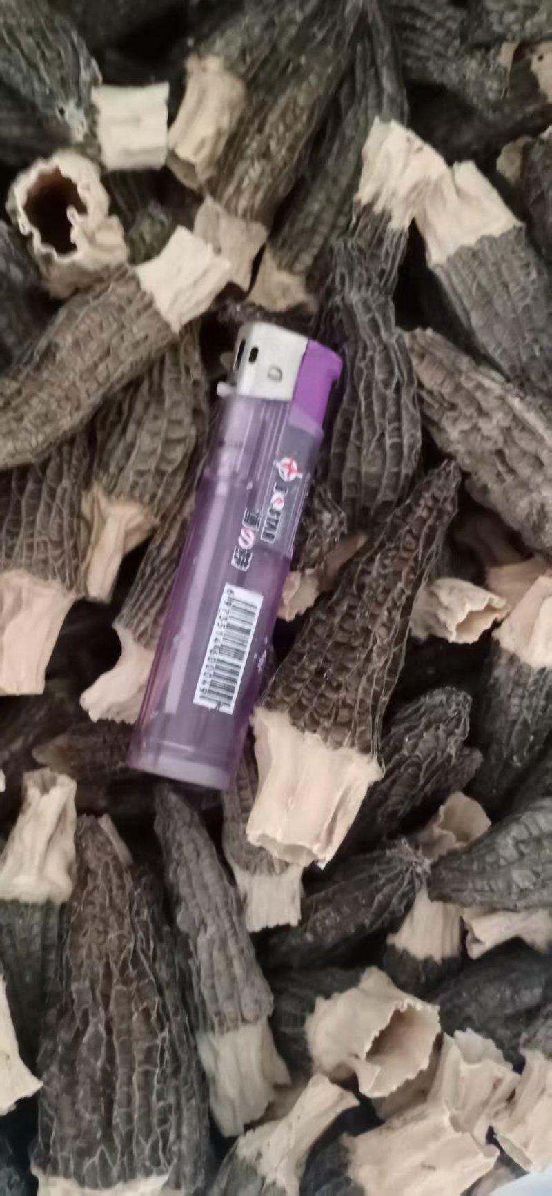 桐柏山羊肚菌