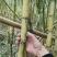 首年经验不足种的黄金甘蔗低价处理