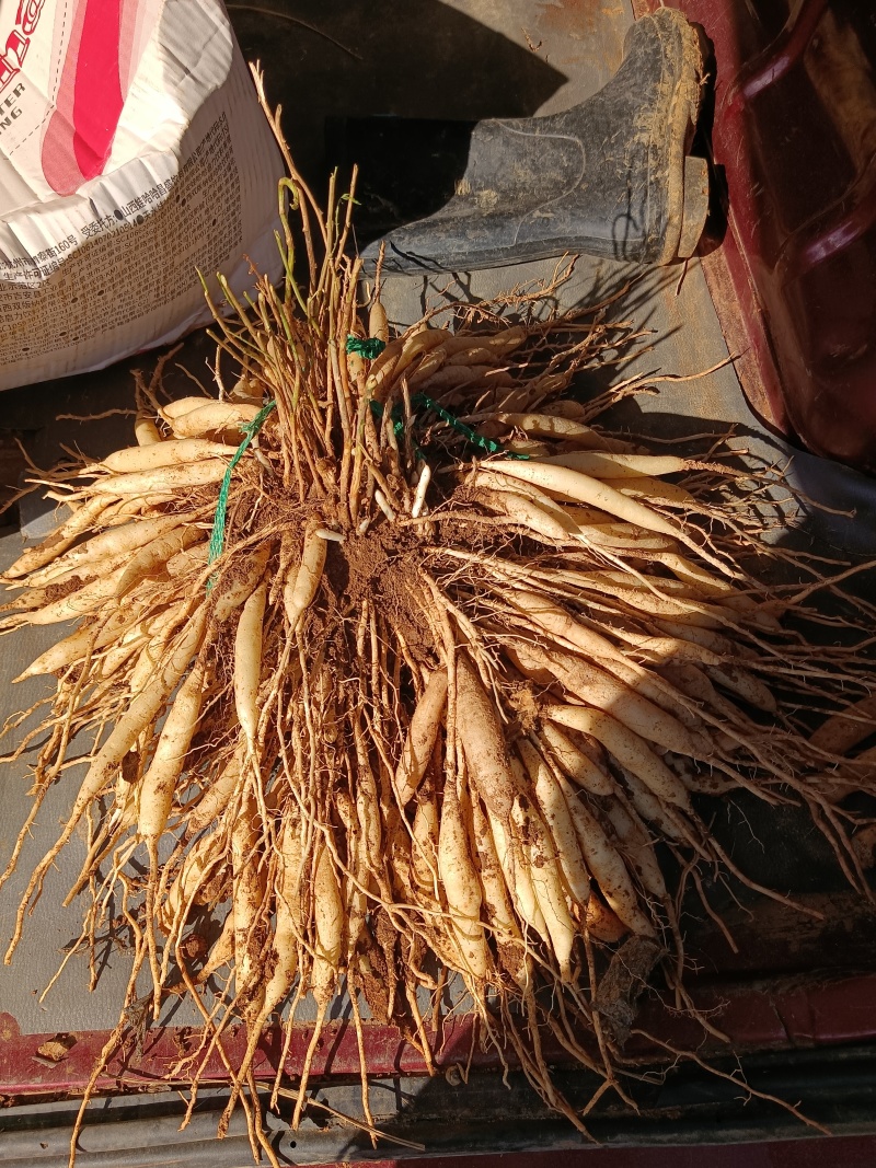 出售天门冬