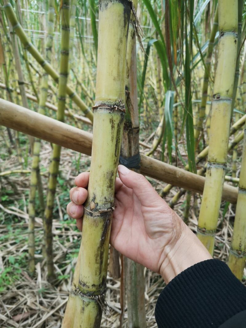 首年经验不足种的黄金甘蔗低价处理