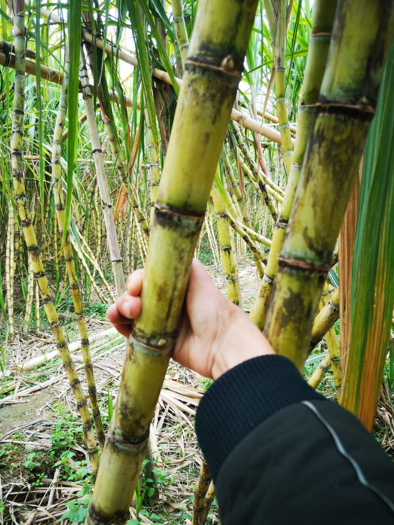 首年经验不足种的黄金甘蔗低价处理