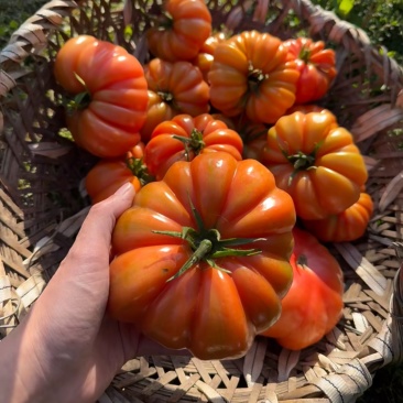 粉丑柿子鹅肝牛排番茄全国供应一件代发产地直出