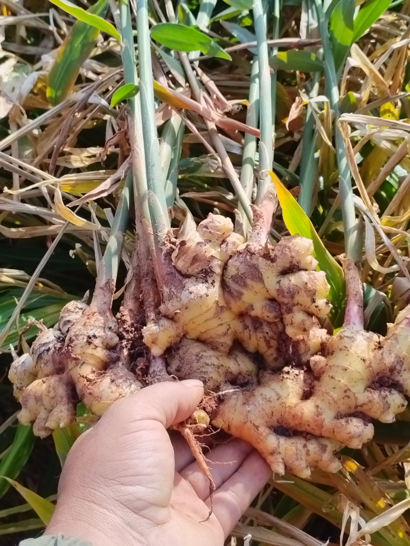 自家种植小黄姜量不多两亩地