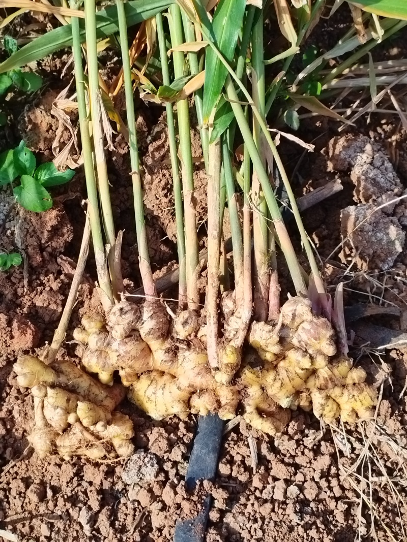 自家种植小黄姜量不多两亩地