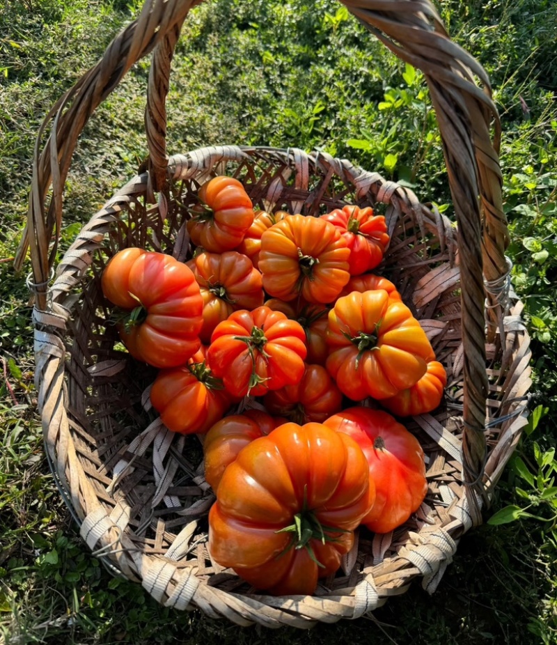 粉丑柿子鹅肝牛排番茄全国供应一件代发产地直出