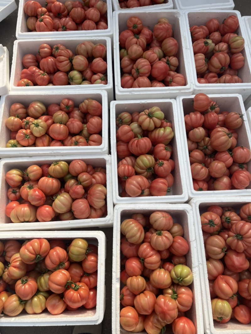 粉丑柿子鹅肝牛排番茄全国供应一件代发产地直出