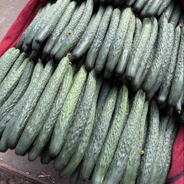 （特价）现摘现发原生态应季蔬菜🥒