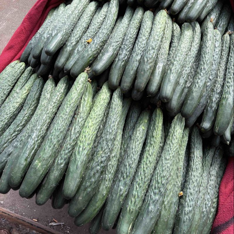 （特价）现摘现发原生态应季蔬菜🥒