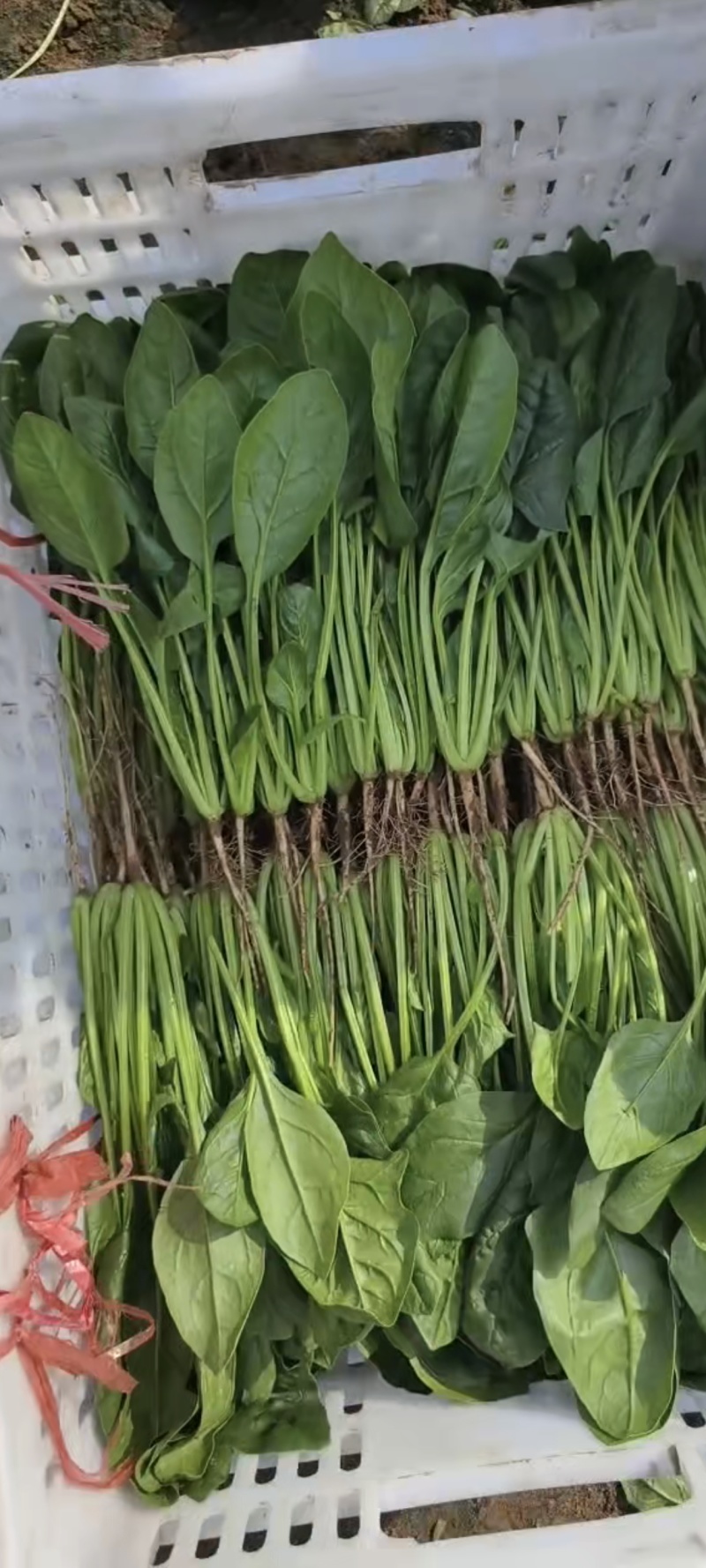 山东寿光精品菠菜，长期供应合作，全国发货欢迎致电