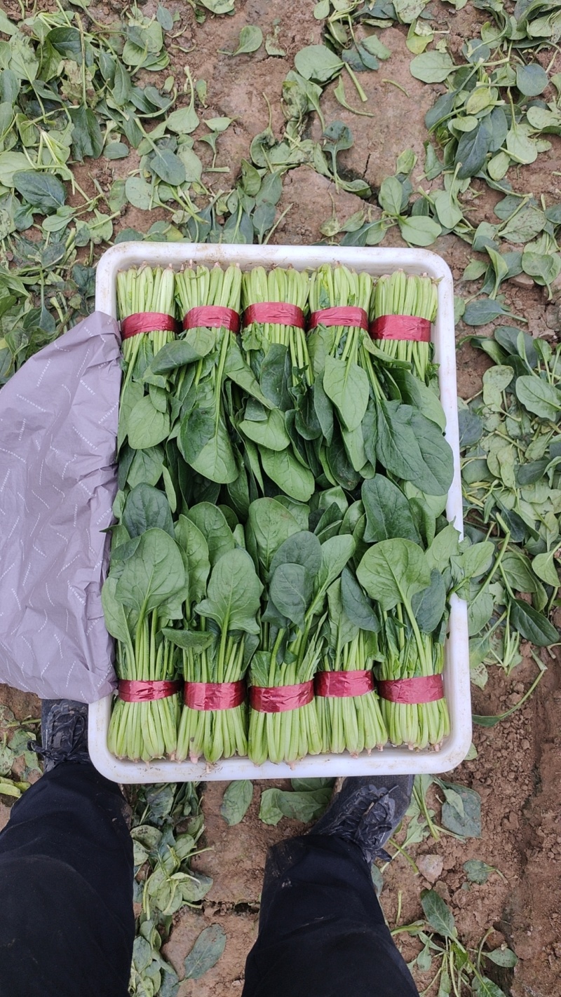 山东寿光精品菠菜，长期供应合作，全国发货欢迎致电