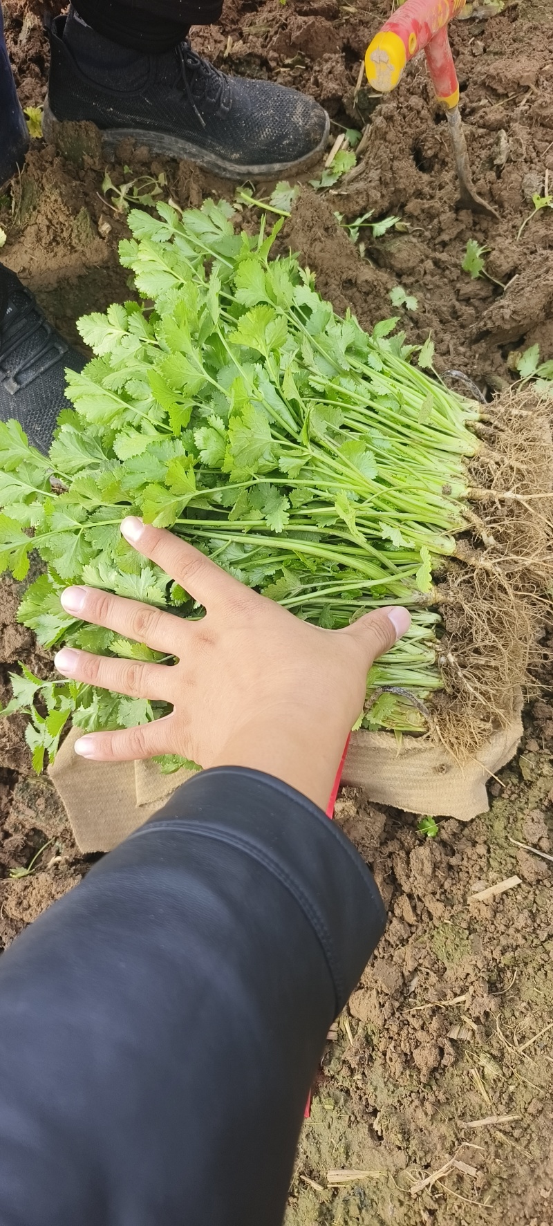 大叶香菜