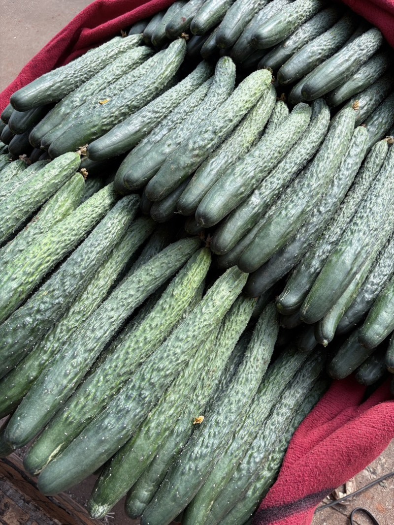 （特价）现摘现发原生态应季蔬菜🥒