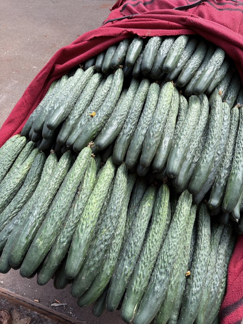 （特价）现摘现发原生态应季蔬菜🥒