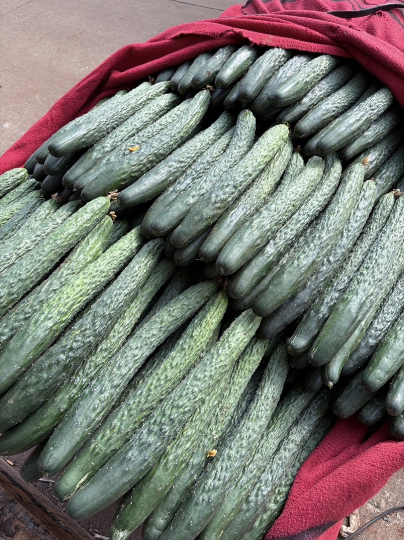 （特价）现摘现发原生态应季蔬菜🥒