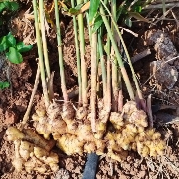自家种植小黄姜量不多两亩地
