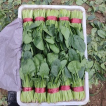 山东寿光精品菠菜，长期供应合作，全国发货欢迎致电