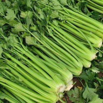 【实力货源】新鲜西芹芹菜现摘现发生吃榨汁产地直出