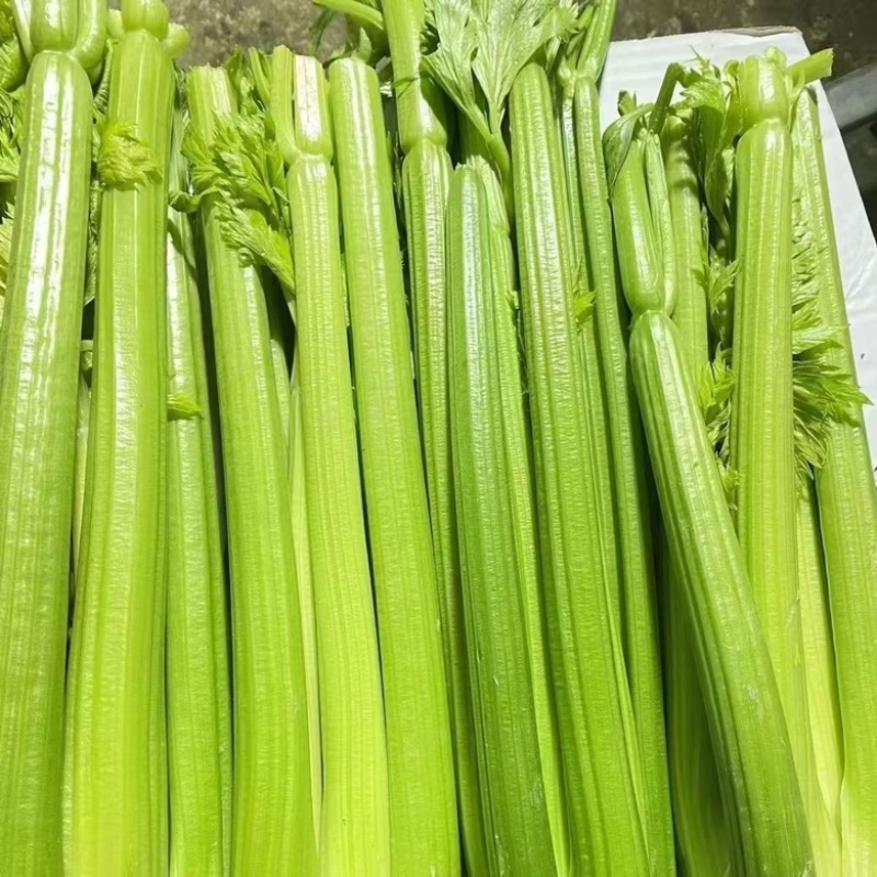 【实力货源】新鲜西芹芹菜现摘现发生吃榨汁产地直出