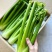 【实力货源】新鲜西芹芹菜现摘现发生吃榨汁产地直出