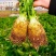 【实力货源】新鲜根芹芹菜对接电商商超大量批发全国供应