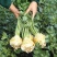 【实力货源】新鲜根芹芹菜对接电商商超大量批发全国供应
