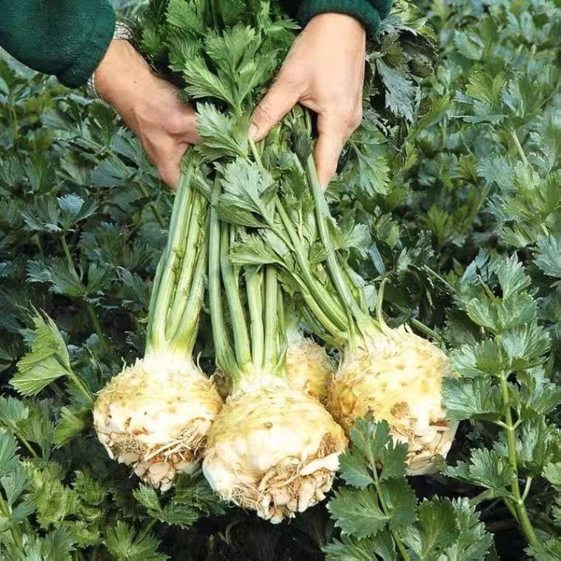 【实力货源】新鲜根芹芹菜对接电商商超大量批发全国供应