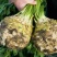 【实力货源】新鲜根芹芹菜对接电商商超大量批发全国供应