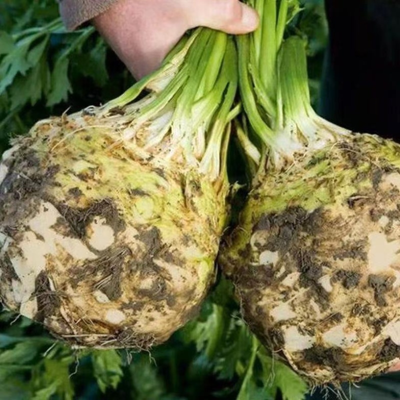 【实力货源】新鲜根芹芹菜对接电商商超大量批发全国供应