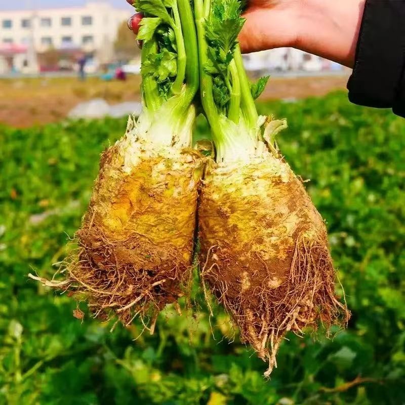 【实力货源】新鲜根芹芹菜对接电商商超大量批发全国供应
