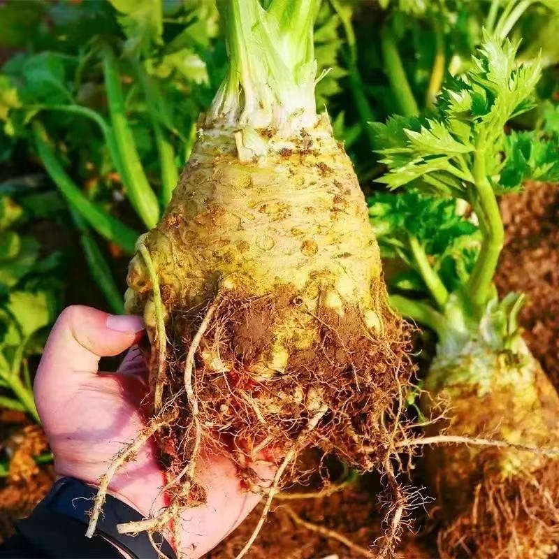 【实力货源】新鲜根芹芹菜对接电商商超大量批发全国供应